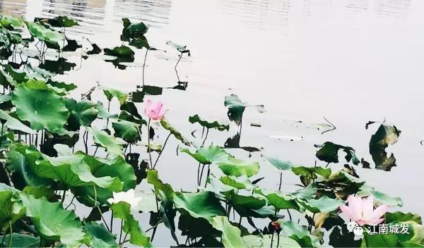 江南荷葉、蓮花